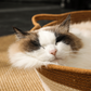 Panier Cocon Tressé pour Chat